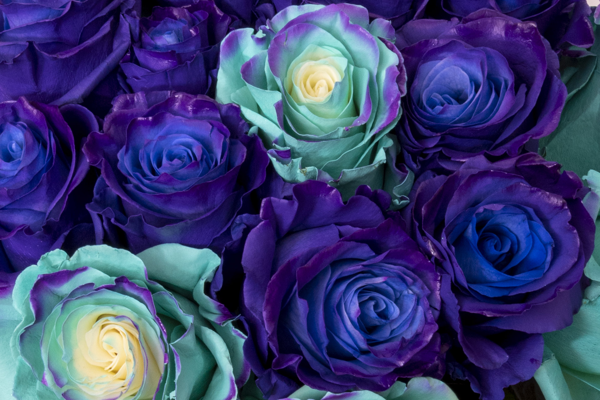 Valdani Trading Premium Ecuadorian Roses fields in the Andes