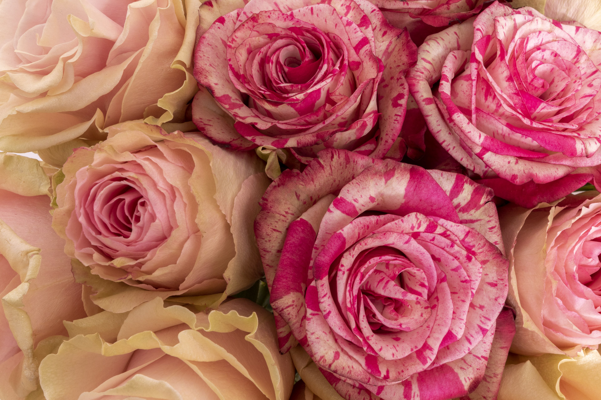 Close up of fresh cut classic Ecuadorian roses in a greenhouse
